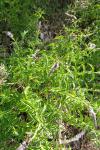 Mentha spicata
