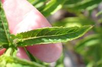 Mentha spicata
