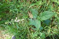 Circaea lutetiana