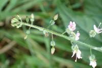 Circaea lutetiana