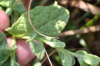 Pulicaria dysenterica