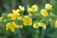 Agrimonia eupatoria