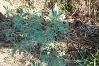 Medicago sativa