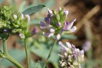 Medicago sativa