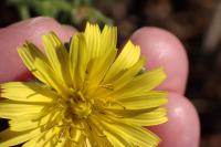Picris hieracioides