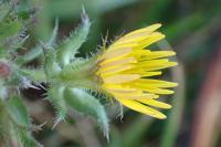 Picris hieracioides