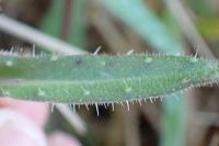 Picris hieracioides