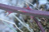 Rubus laciniatus