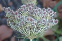 Daucus carota