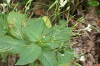 Impatiens parviflora