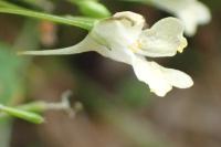 Impatiens parviflora