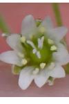 Cerastium fontanum