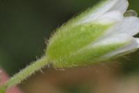 Cerastium fontanum