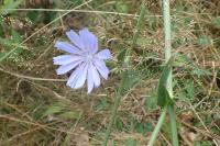 Cichorium intybus