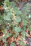 Malva neglecta