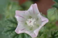 Malva neglecta