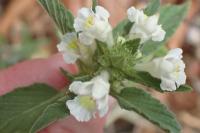 Galeopsis segetum