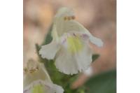 Galeopsis segetum
