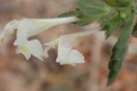 Galeopsis segetum