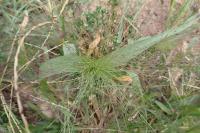 Panicum capillare