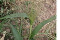 Panicum capillare