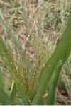 Panicum capillare