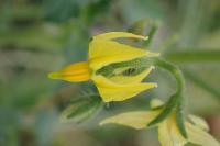 Solanum lycopersicum