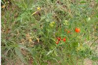 Solanum lycopersicum
