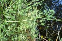 Thysselinum palustre