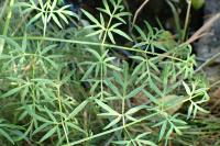 Thysselinum palustre