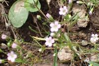 Petrorhagia saxifraga