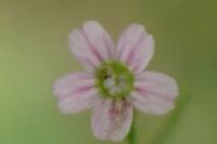 Petrorhagia saxifraga