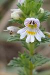 Euphrasia officinalis