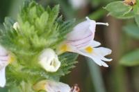 Euphrasia officinalis