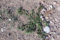 Portulaca oleracea