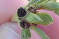 Portulaca oleracea