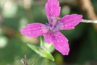 Dianthus armeria