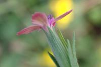 Dianthus armeria