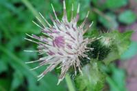 Cirsium oleraceum
