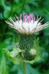 Cirsium oleraceum