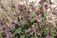 Origanum vulgare