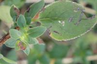 Origanum vulgare
