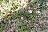 Ononis spinosa