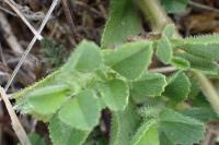 Ononis spinosa
