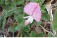 Ononis spinosa