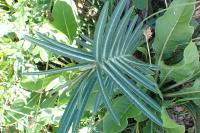 Euphorbia lathyris