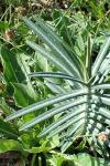 Euphorbia lathyris