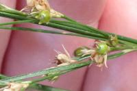 Juncus tenuis
