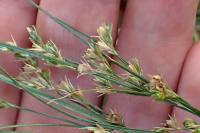 Juncus tenuis