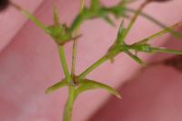 Psammophiliella muralis